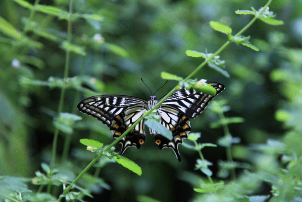 玄関前のアゲハ蝶
