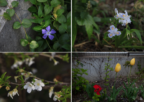 クリニックの花壇　春の花が次々開花