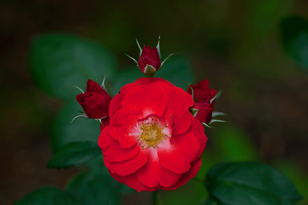 中央公園②　赤いバラ