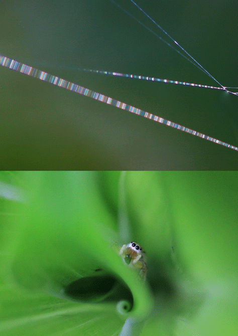 蜘蛛の糸、チャイロアサヒハエトリ