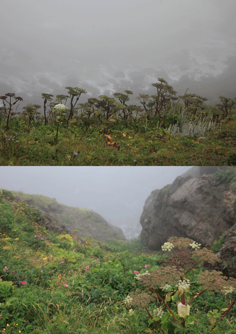 襟裳岬の崖っぷちの植物