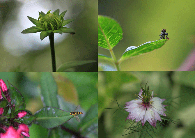 北海道リフレッシュ旅行　4日目　庭の植物、昆虫