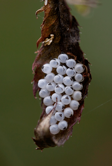 クサギカメムシの卵