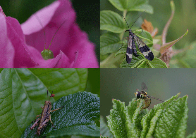 弥彦山で昆虫撮影