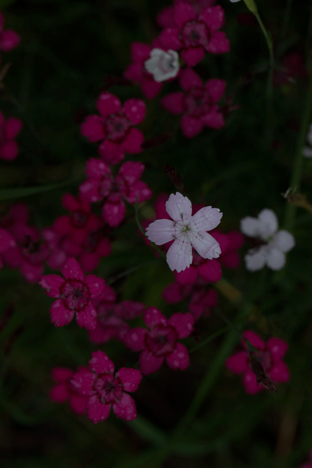 野の花④