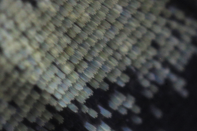 アゲハの鱗粉　
