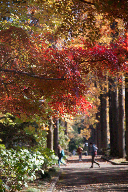 栃木県立中央公園の紅葉