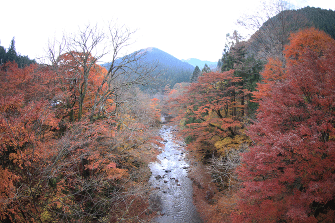 大芦渓谷の紅葉と雪虫