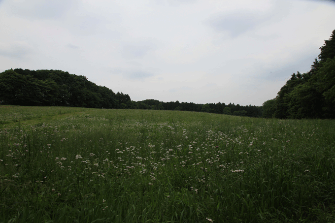鶴田沼　ハルジオンの草原
