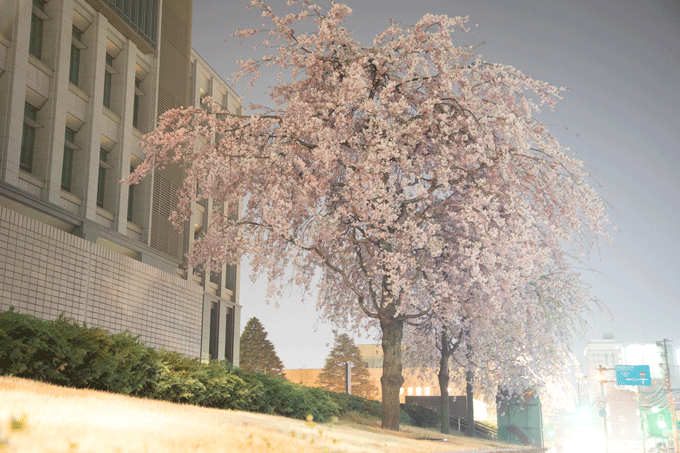 桜、夕日、椿