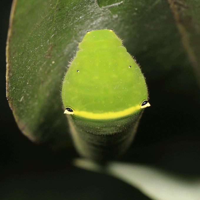 ずいぶんシンプルな模様のアゲハの幼虫