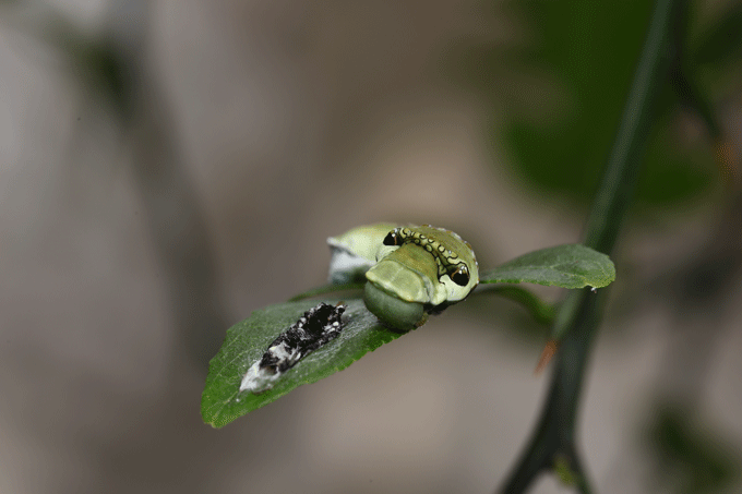 クロアゲハの幼虫がすくすく成長