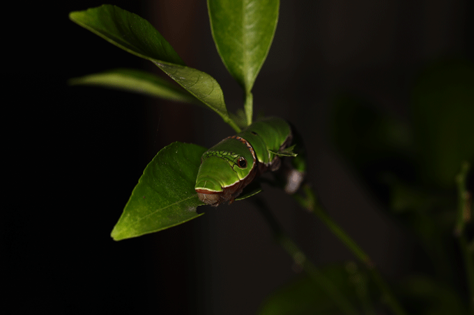 夜の幼虫、葉をぱりぱり食べる。