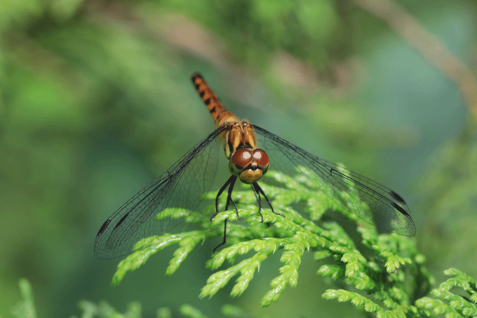 猛暑の鶴田沼散策　目の美しい昆虫