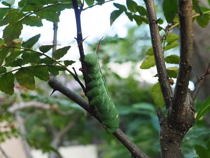 木の上で、活発なコスズメの幼虫