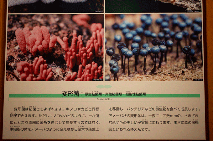 連休初日の活動　①栃木県立博物館に変形菌を見に行く