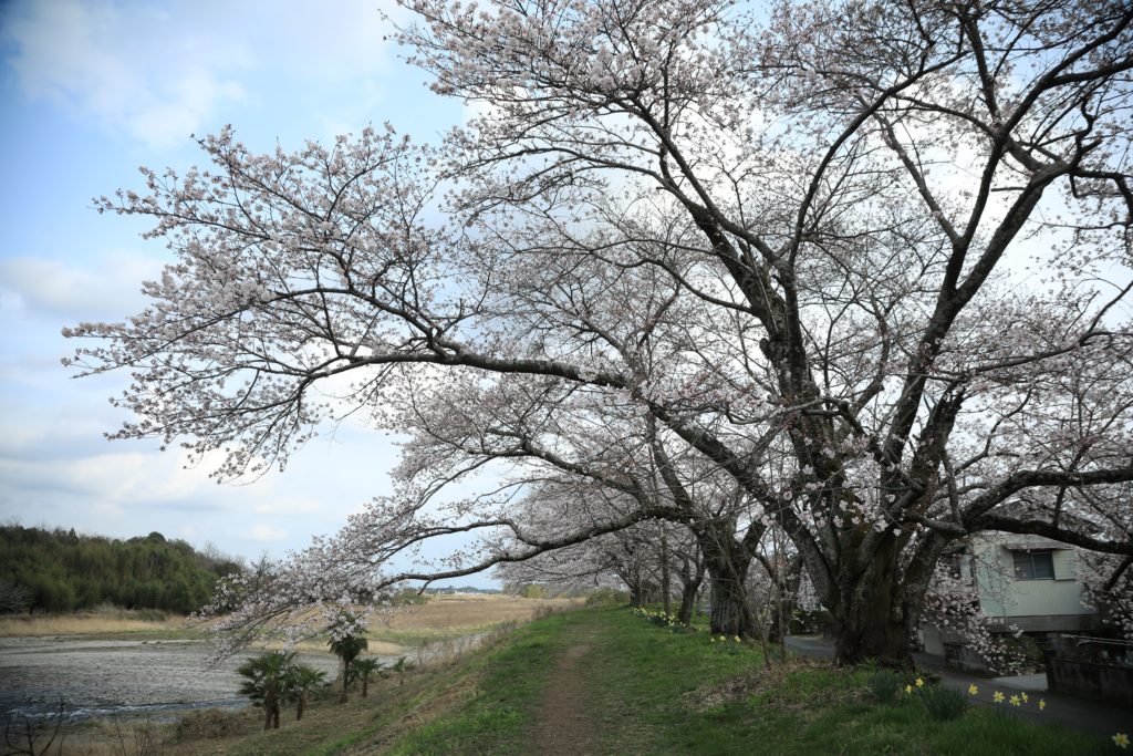 金崎の桜堤、天平の丘公園