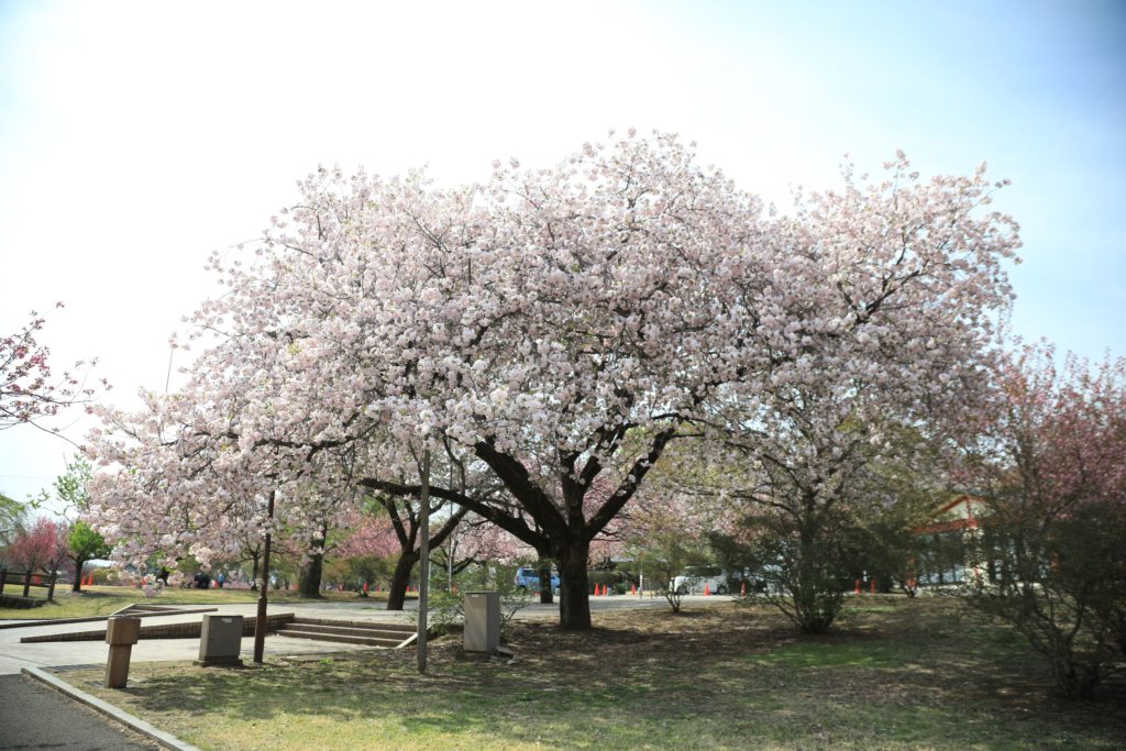 天平の丘公園の八重桜、菜の花畑