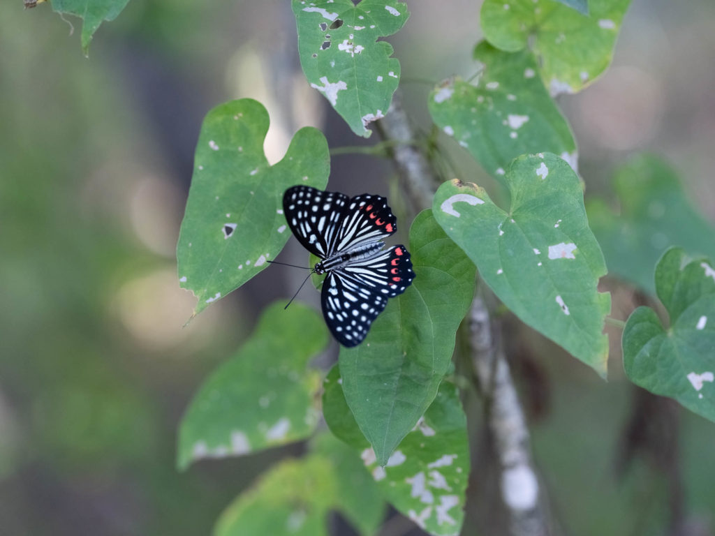 今月の昆虫撮影　②