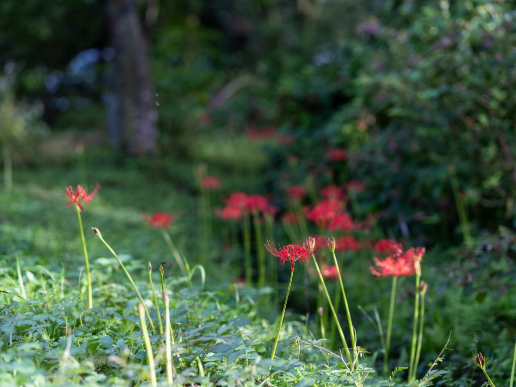 ヒガンバナとミヤマカラスアゲハなど。