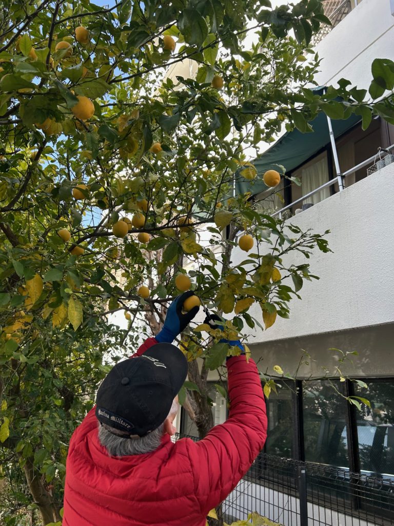 第2回目のレモン収穫祭