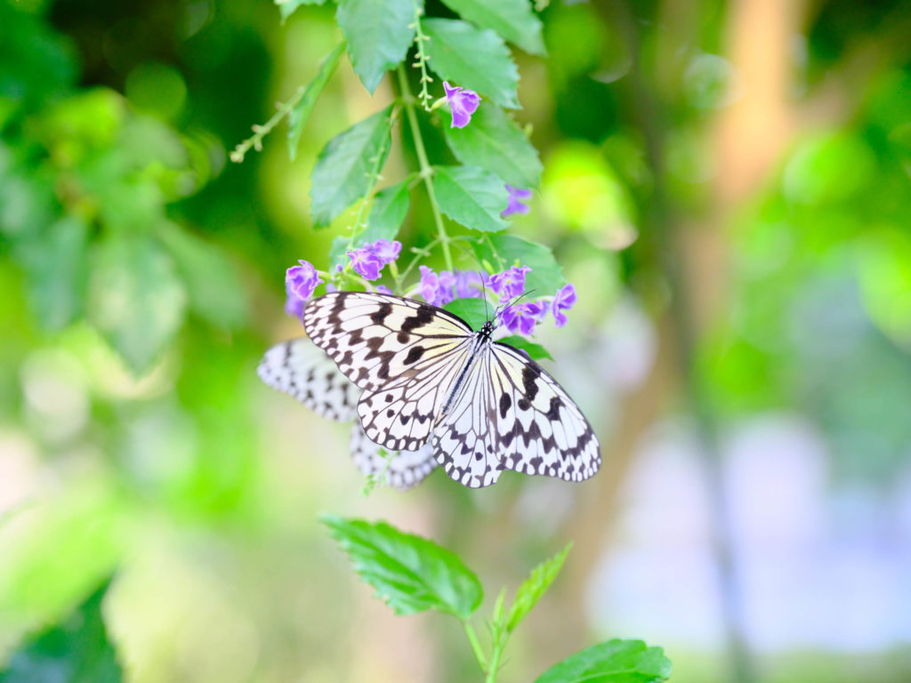 花ちょう遊館のさなぎツリーとスリナム産昆虫変態図譜