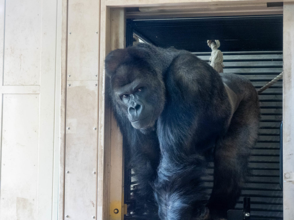 東山動植物園　ゴリラのシャバーニほか
