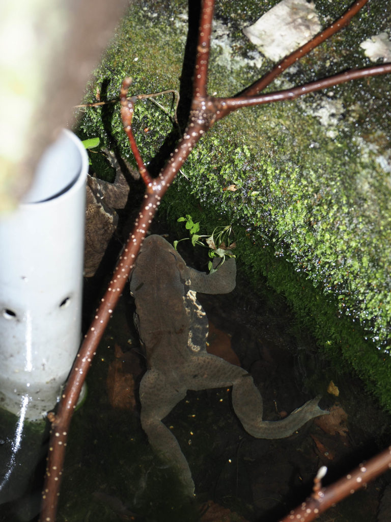 今年のヒキガエル